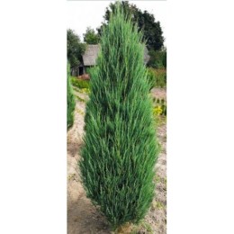 Можжевельник Скайрокет 120см