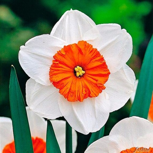 Нарцисс Профессор Эйнштейн (Голландия)