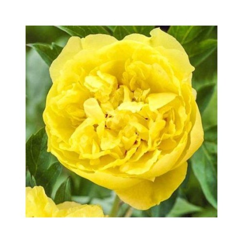 Пион Laura Dessert 2/3, 80см