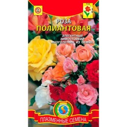 Роза Полиантовая 10шт (Плазмас)