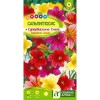 Сальпиглоссис выемчатый Супербиссима смесь 0.05г (Семена Алтая)