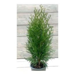 Туя Смарагд 50см