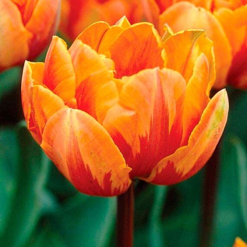 Тюльпан Ривана (Голландия)