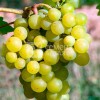 Виноград Мускат Десертный (Семена Алтая)