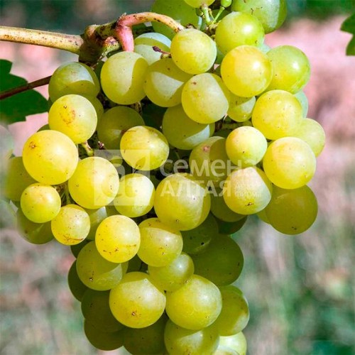 Виноград Мускат Десертный (Семена Алтая)