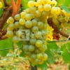 Виноград Шардоне (Семена Алтая)