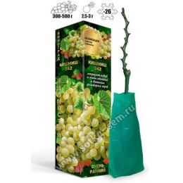 Виноград Кишмиш №342 (Золотая Сотка Алтая)