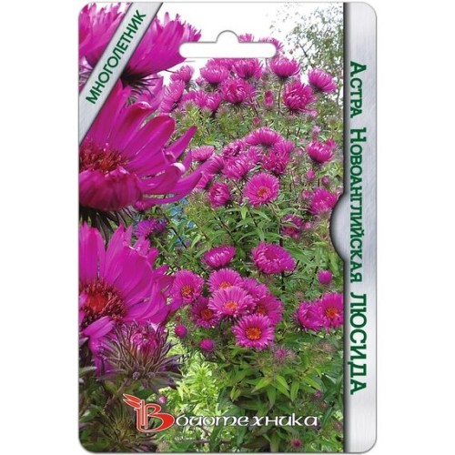 Астра Новоанглийский Люсида 40шт (Биотехника)