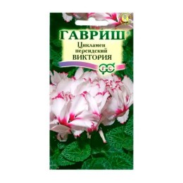 Цикламен персидский Виктория 3шт (Гавриш)