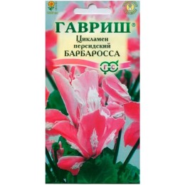 Цикламен персидский Барбаросса 3шт (Гавриш)