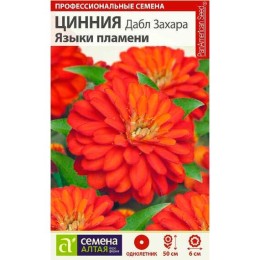 Цинния Дабл Захара Языки пламени 5шт (Семена Алтая)