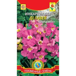 Инкарвиллея Делавея 7шт (Плазмас)