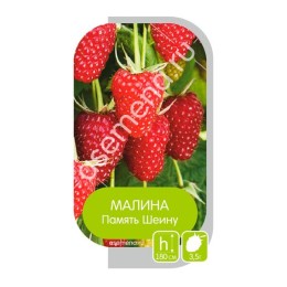 Малина Память Шеину (Семена Алтая)