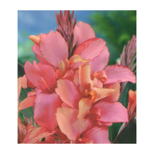 Канна Pink 90см 1шт