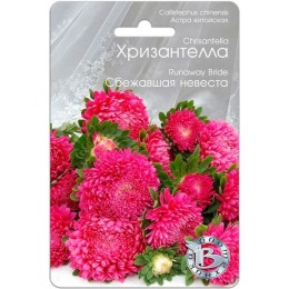 Астра китайская Хризантелла Сбежавшая невеста 30шт (Биотехника)