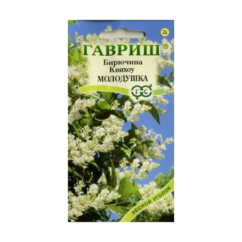 Бирючина Квихоу Молодушка (Гавриш)