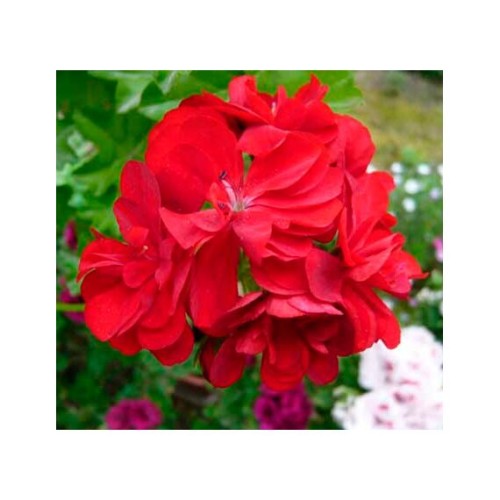 Пеларгония ампельная Falco h17см