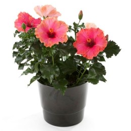 Гибискус микс