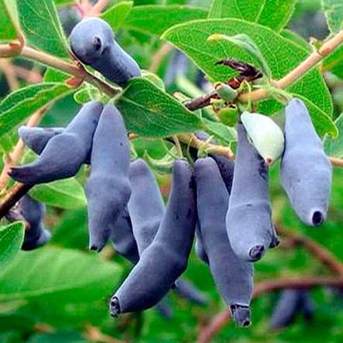 Жимолость Гордость Бакчар (Золотая Сотка Алтая)