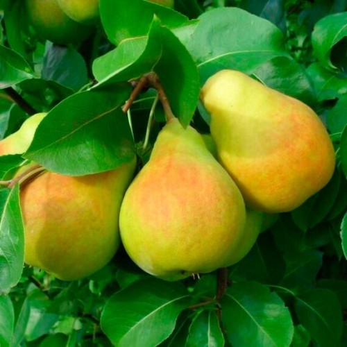 Груша Любимица Яковлева 2-х лет