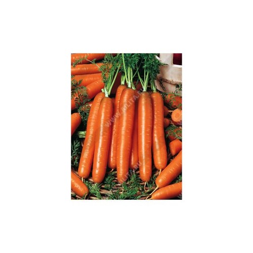 Морковь Бессердцевинная 2г (Аэлита)