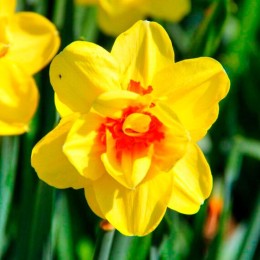 Нарцисс Аскот (Голландия)