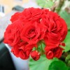 Пеларгония Розебудная Red h45см