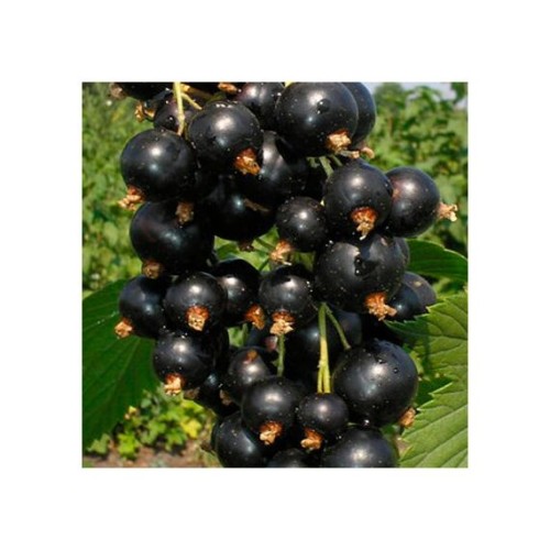 Смородина Илья Муромец 1шт