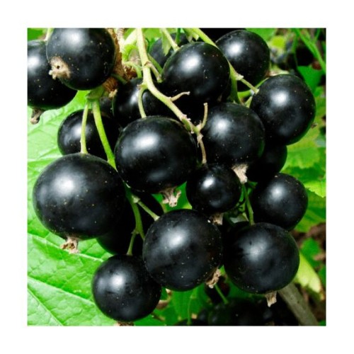 Смородина Лама 1шт