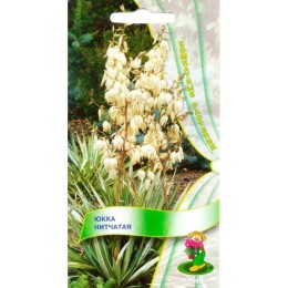 Юкка Нитчатая 3шт (Поиск)