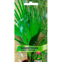 Вашингтония нитчатая 3шт (Поиск)