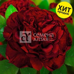 Роза Энкре Нуар чайно-гибридные (Семена Алтая)