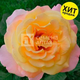 Роза Глория Дей чайно-гибридная (Семена Алтая)