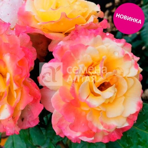 Роза Аппалачи плетистая "Канадские розы" (Семена Алтая)