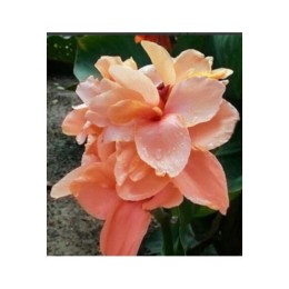 Канна Apricot Dream 50см 1шт