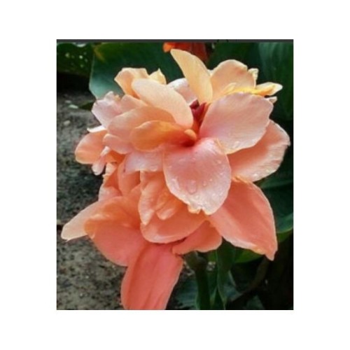 Канна Apricot Dream 50см 1шт