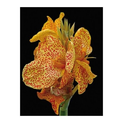 Канна En Avant 50см 1шт