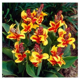 Канна Reine Charlotte 50см 1шт