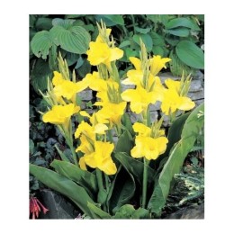 Канна Richard Wallace 90см 1шт