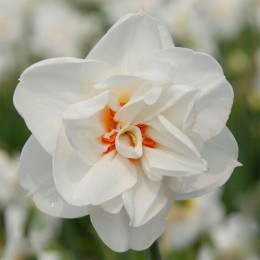 Нарцисс Акрополис (Голландия)