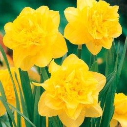 Нарцисс Дик Вилден (Голландия)