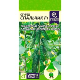 Огурец Спальчик F1 5шт (Семена Алтая)