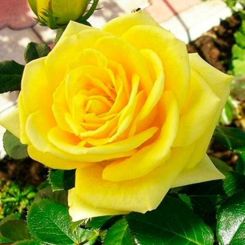 Роза Илиос чайно-гибридная (Семена Алтая)