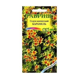 Седум Камчатский Карамель (Гавриш)