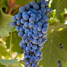 Виноград Каберне Совиньон (Семена Алтая)