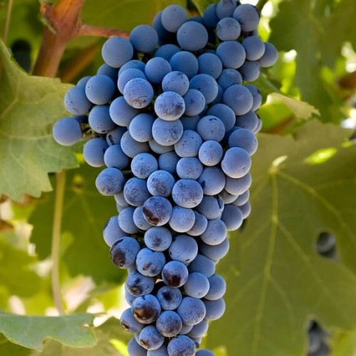 Виноград Каберне Совиньон (Семена Алтая)