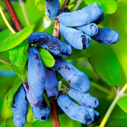 Жимолость Дочь Великана 2-х летний, ведро