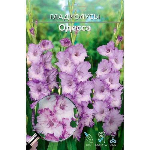 Гладиолус Одесса 1шт
