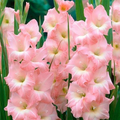 Гладиолус Rose Supreme