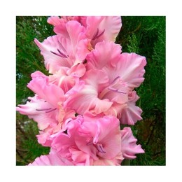 Гладиолусы Самара 1шт (Волжский Сад)